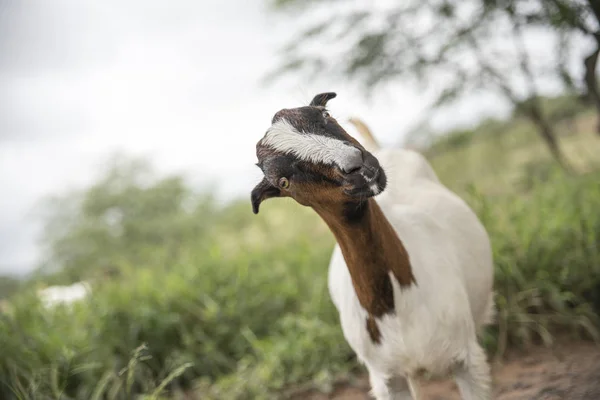 Ziege Gras Nahaufnahme — Stockfoto