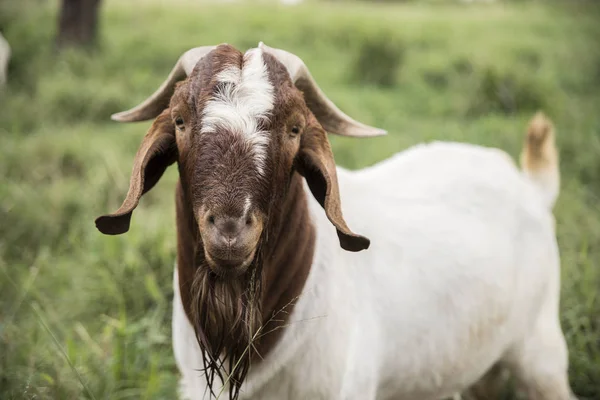 Bode Con Cuernos Grandes Raza Boer — Foto de Stock