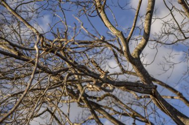 Kuşla kuru dallar. Kuzeydoğu kuraklığı