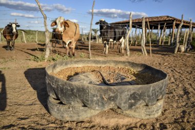 Kuzeydoğudaki kuraklıkta sürüyü besliyor.