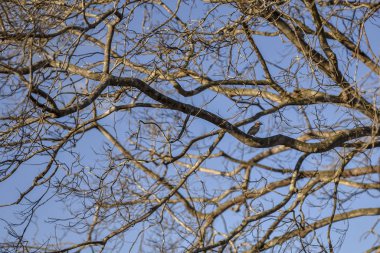 Kuşla kuru dallar. Kuzeydoğu kuraklığı