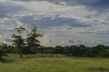 Tarlası, ormanı ve bulutlu gökyüzü olan Rus kırsal manzarası