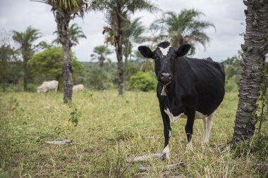 Tarladaki ineğin manzarası.