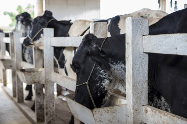 Çiftlikteki siyah beyaz ineklere yakından bakın. 