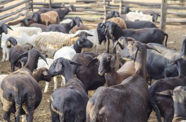 Kırsaldaki keçi sürüsünün yakın görüntüsü
