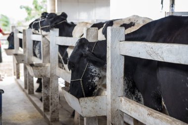 Çiftlikteki siyah beyaz ineklere yakından bakın. 