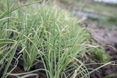 Bahçede yetişen yeşil bitkilerin yakın görüntüsü
