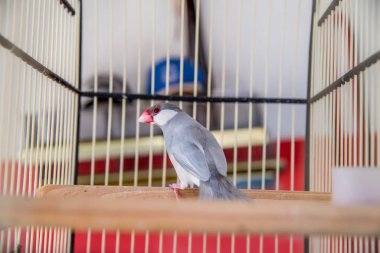 Kafesteki papağan kuşunun yakından görüntüsü