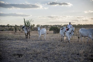 Çiftçi ve inekler çayırda otluyor..