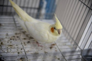 Evdeki kafesteki papağanın yakın görüntüsü