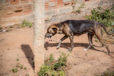 Köpek leşi yerken manzarası 