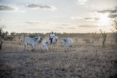 Çiftçi ve inekler çayırda otluyor..