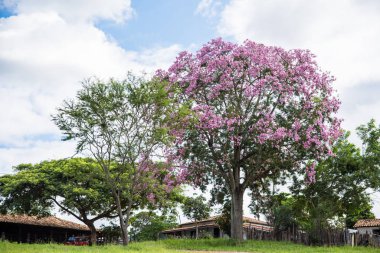 Parkta çiçek açan ağacın manzarası.
