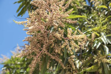 Hortum çiçeklerinin yakın görüntüsü mango meyvesi ağacı