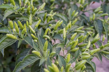 Bahçede yetişen yeşil bitkilerin yakın görüntüsü