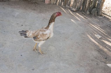 Dövüşen horozun serbest bırakılmasını yakından izle.