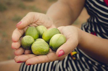 Bir insanın elinde Umb 'un yakın plan görüntüsü