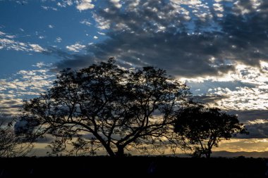 Gün batımında ağaçların siluetinin manzarası 