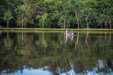Göl manzaralı tek kaz gölü 