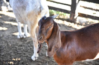 Güzel genç keçinin yakın görüntüsü. Çocuk