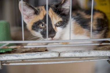 Kafeste oturan renkli kedinin yakın plan görüntüsü