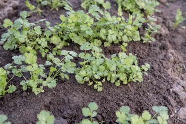 Bahçedeki yeşil çimlerin yakın görüntüsü.