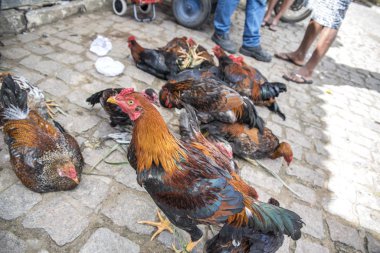 Horoz 'un fuardaki yakın görüntüsü