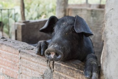 Çiftlikteki şirin domuzun yakın çekim görüntüsü. 