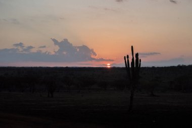 Çölde güzel bir gün batımı manzarası.  