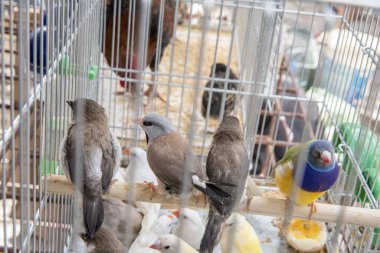 Cage ve kuşların açık pazardaki yakın görüntüsü