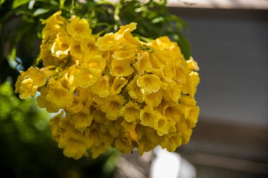 Sarı çiçek demetinin yakın plan görüntüsü