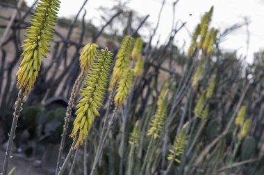Aloe vera çiçeklerinin yakın görüntüsü