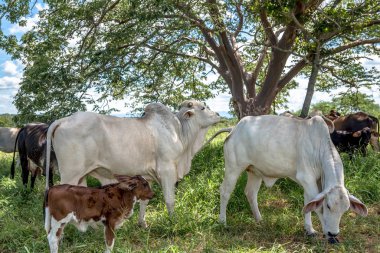 Yeşil çimenlikteki çiftlik hayvanlarının manzarası