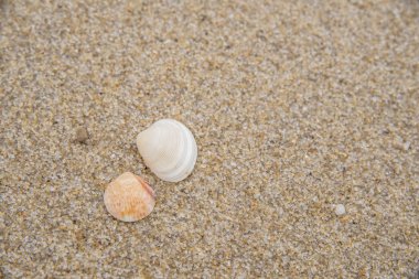 Sahildeki deniz kabuklarının yakın görüntüsü. 