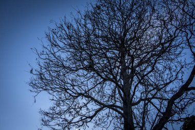 Siluetteki Ayrıntılı ağaç dallarının yakın görüntüsü