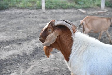 Bode 'un yakın plan görüntüsü Boer türünün büyük boynuzlarıyla