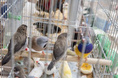 Cage ve kuşların açık pazardaki yakın görüntüsü