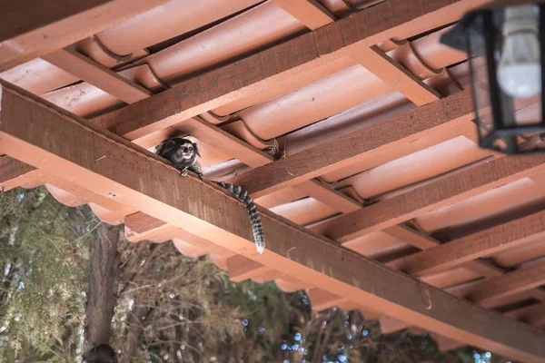 Scenic View Monkey Sagui Backyard Brazil — Stock Photo, Image