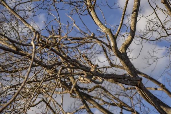 Kuşla kuru dallar. Kuzeydoğu kuraklığı