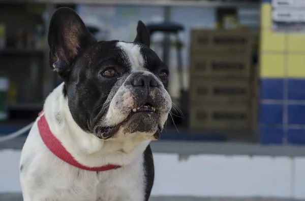 Closeup View Black White Bulldog Puppy — 스톡 사진