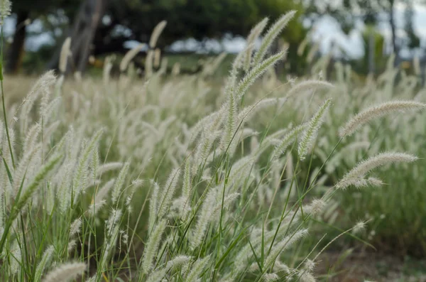 Closeup View Grass Seeds — Stock Photo, Image
