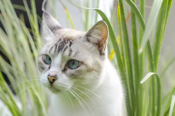 Closeup View Domestic Cat Garden — 스톡 사진