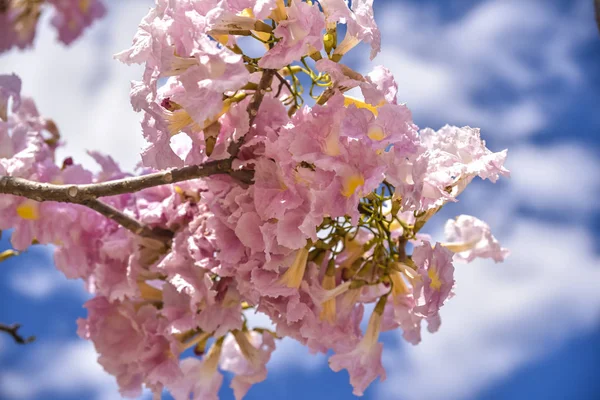 Nahaufnahme Von Kirschblüten Auf Einem Ast — Stockfoto