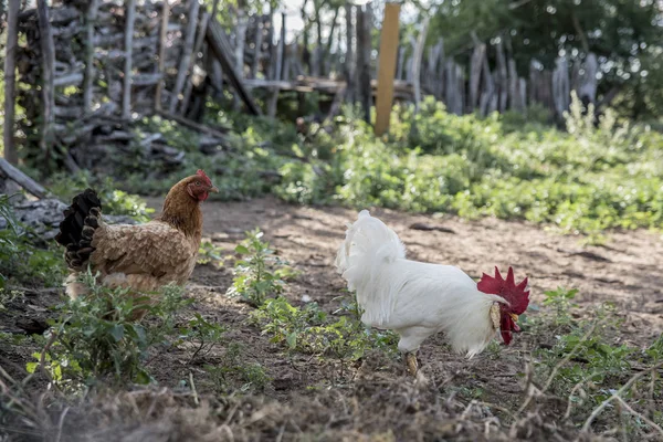 Nahaufnahme Von Gebratenem Huhn Auf Der Weide — Stockfoto