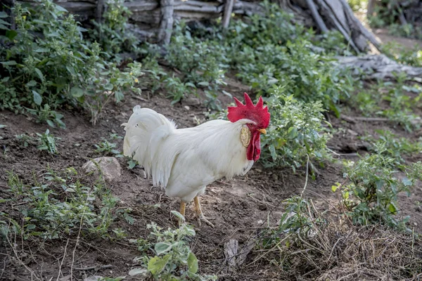 Nahaufnahme Von Gebratenem Huhn Auf Der Weide — Stockfoto