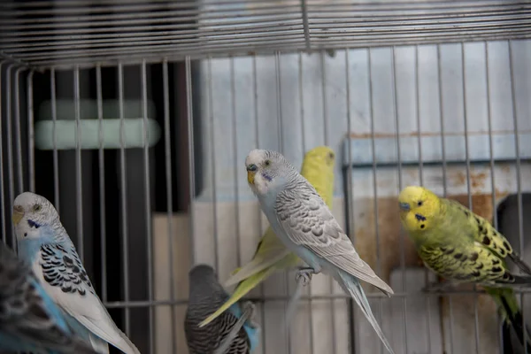 Nahaufnahme Von Gelben Papageien Käfig — Stockfoto