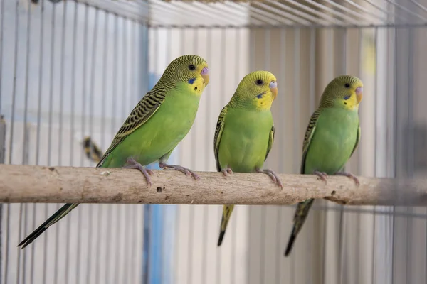Vista Close Papagaios Coloridos Gaiola — Fotografia de Stock