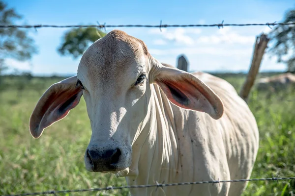 Scenic View Cow Countryside Field — Stock Photo, Image