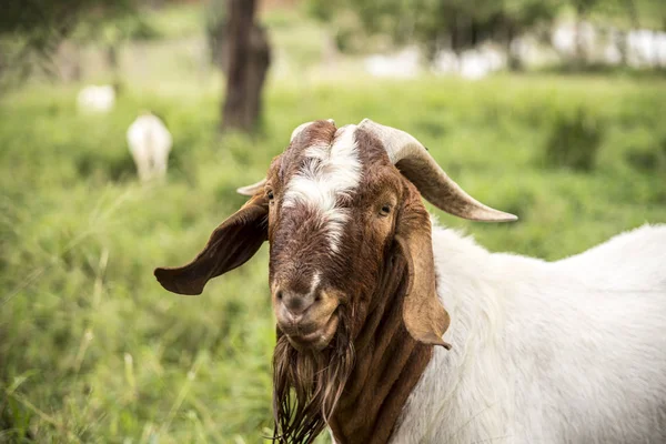 Widok Bliska Kozy Zielonej Trawie — Zdjęcie stockowe