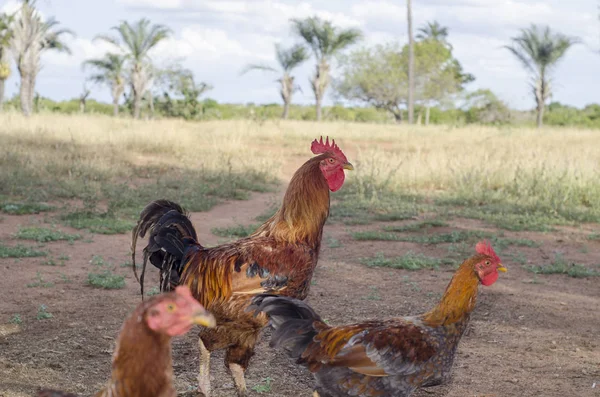 Κοντινή Προβολή Του Free Roosters Στο Αγρόκτημα — Φωτογραφία Αρχείου